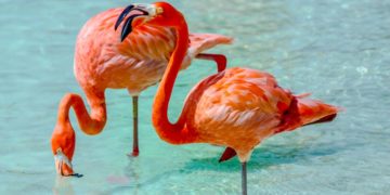 Flamingo op Aruba